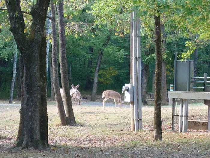 Campground 1 Picture 8
