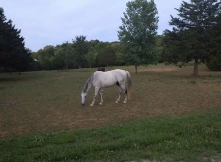 Starner Camping & Stables