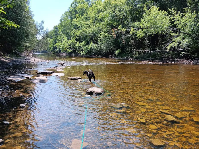 Cedar River North State Forest Campground Picture 6
