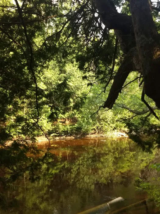 Cedar River North State Forest Campground Picture 3