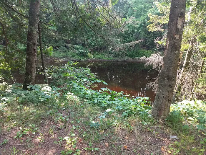 Cedar River North State Forest Campground Picture 4
