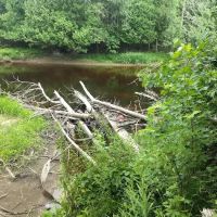 Cedar River North State Forest Campground ico