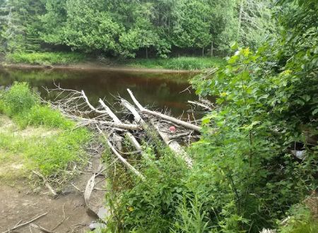 Cedar River North State Forest Campground