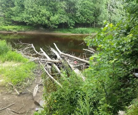 Cedar River North State Forest Campground