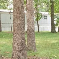 Tall Oaks Estates Mobile Home Park ico