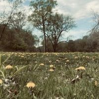 Wapsipinicon State Park Campground ico