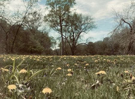 Wapsipinicon State Park Campground