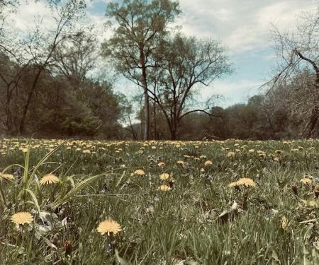 Wapsipinicon State Park Campground