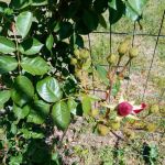 Country Acres Mobile Home Community