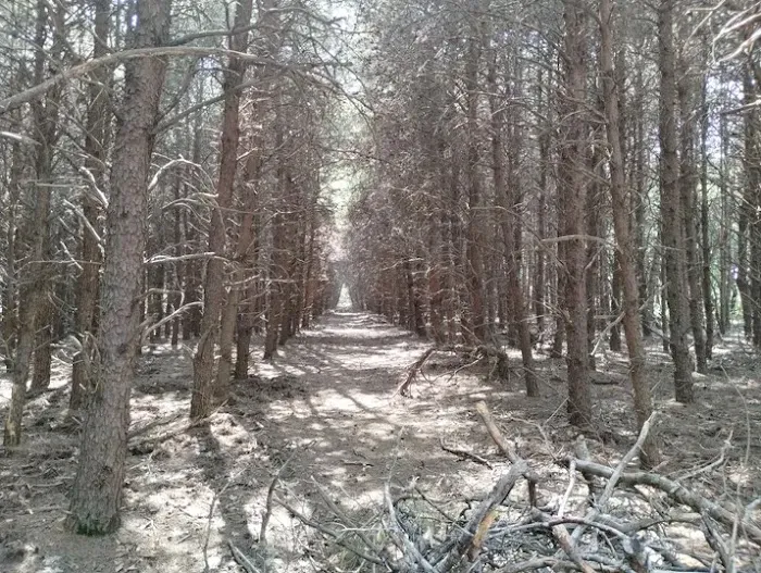 Peacock Pines RV Park Picture 4