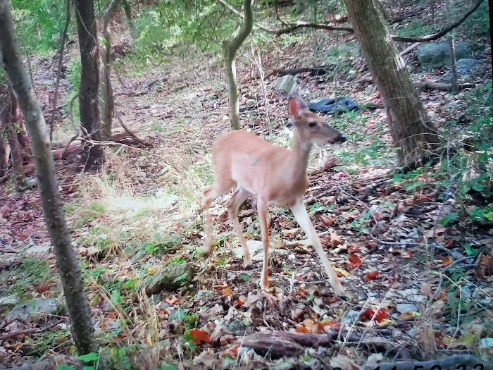 Indian Springs Park Picture 8