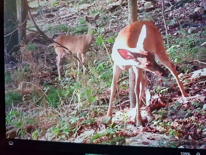 Indian Springs Park Picture 3