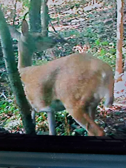 Indian Springs Park Picture 4