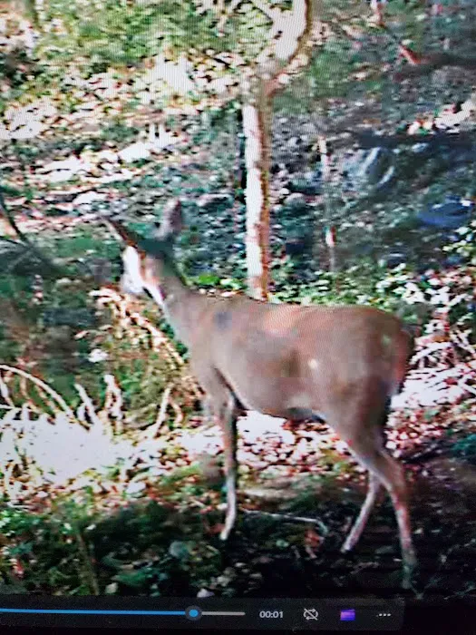 Indian Springs Park Picture 6