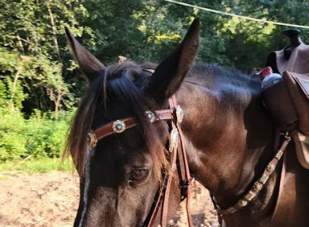 Wild Cat Mountain State Park Equestrian Campground