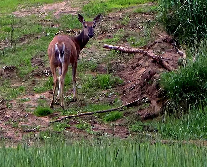 Emrick Lake Campground & Resort Picture 9