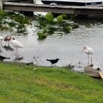 Lake Bonnet Village