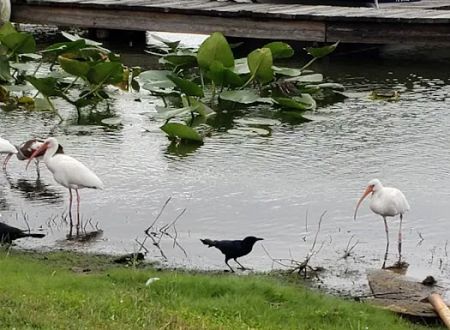 Lake Bonnet Village