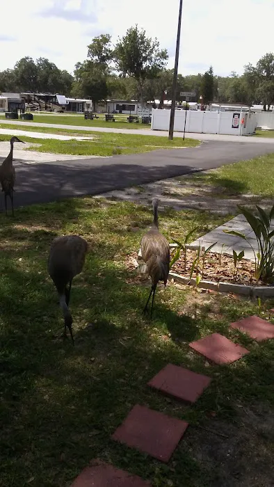 Rice Creek RV Resort Picture 3