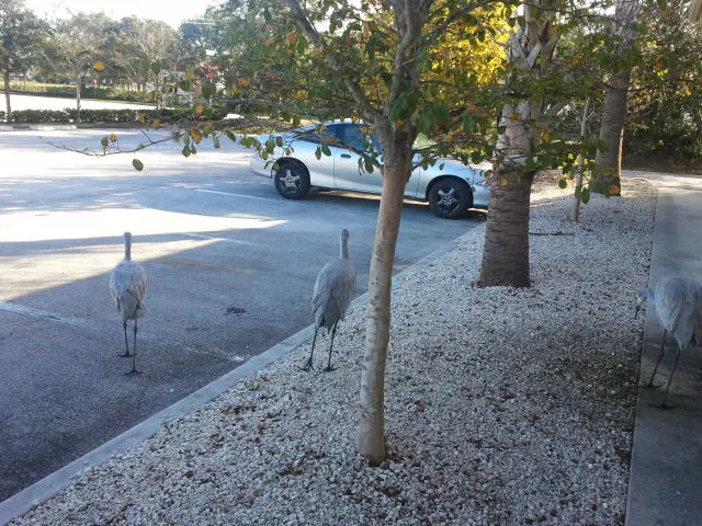 Heron Cay Picture 3