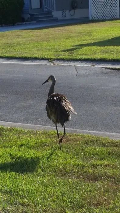 Heron Cay Picture 8