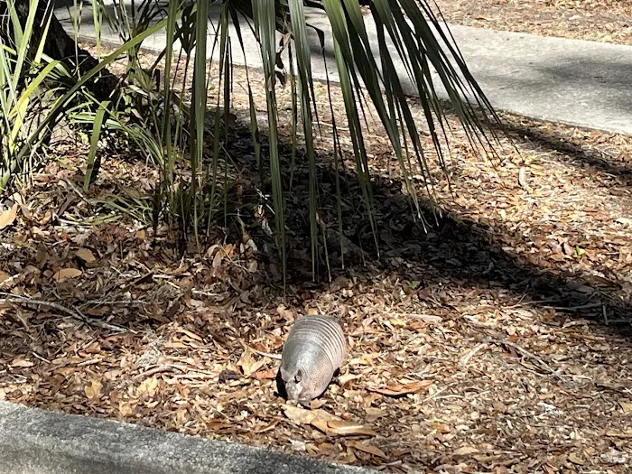Manatee Springs State Park Campground Picture 4