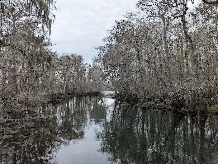 Manatee Springs State Park Campground Picture 7