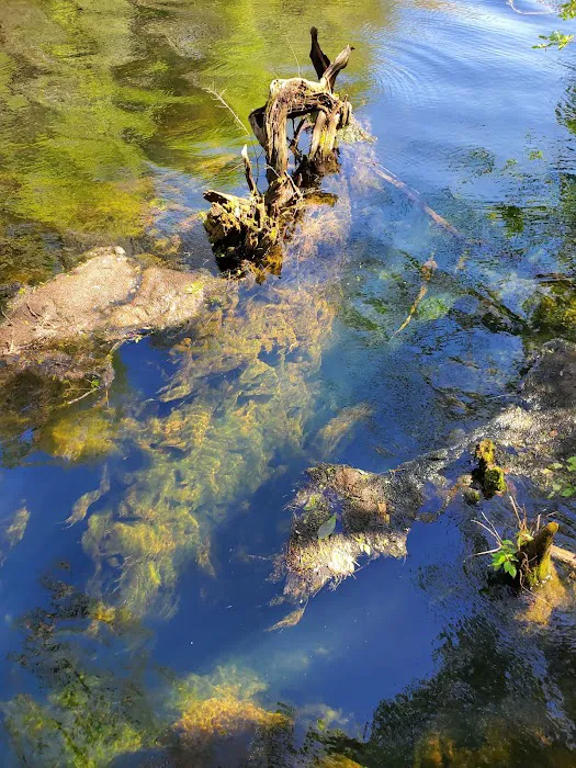 Manatee Springs State Park Campground Picture 8