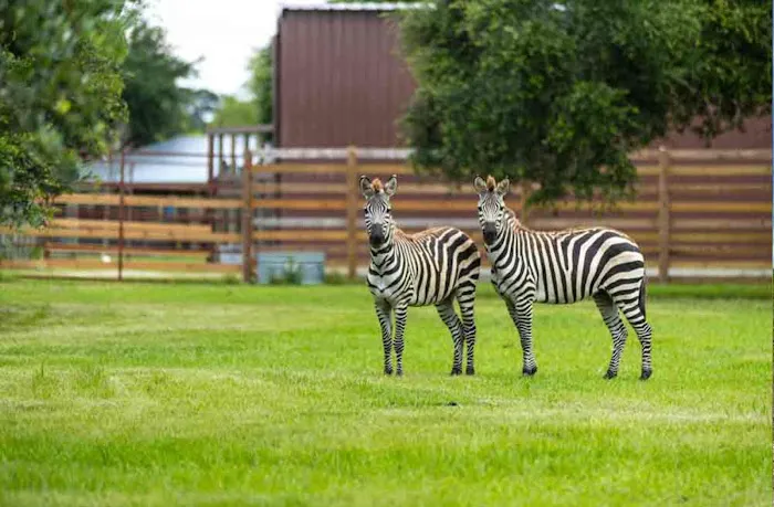Wild Adventures Safari Campground Picture 5