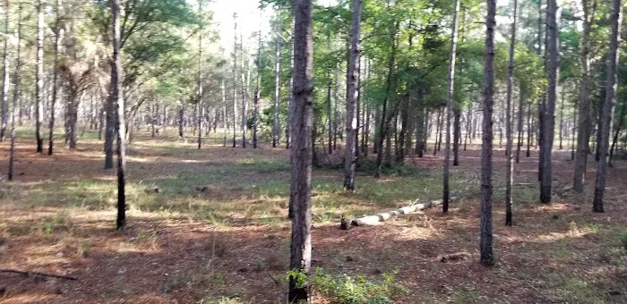 Bearhead Hammock Recreational Area Picture 7