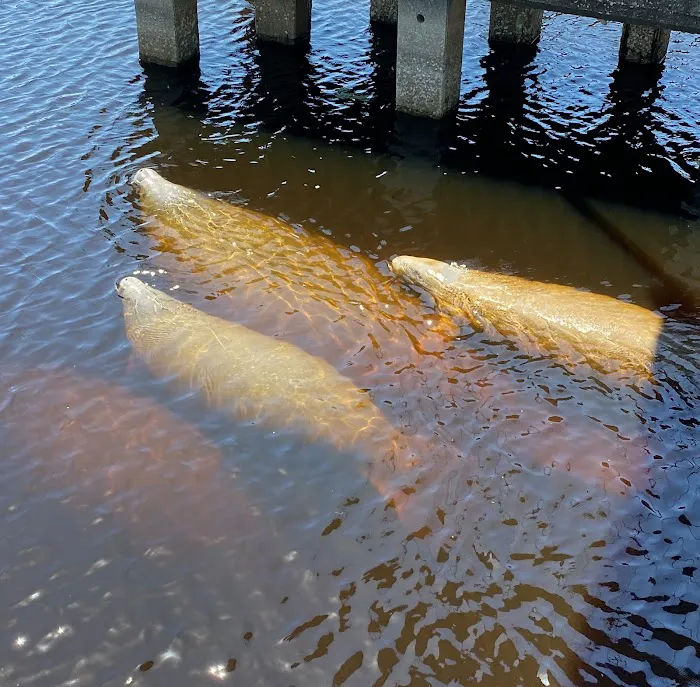 St. John's River Marina & RV Resort Picture 4
