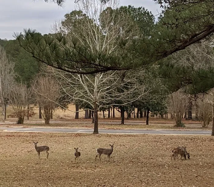 Piney Grove Campground Picture 6