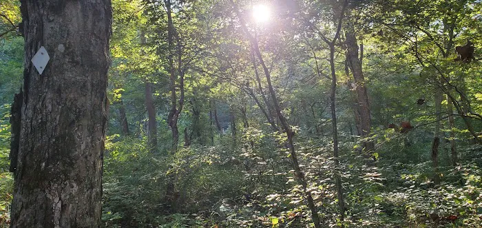 Brazil Creek Campground Picture 6