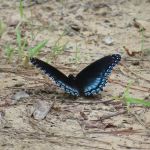 Beaver's Run RV Park & Fish Camp