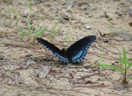 Beaver's Run RV Park & Fish Camp