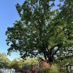 Shady Oaks Resort - RV Full Hookups, Cabins & Guest Lodge