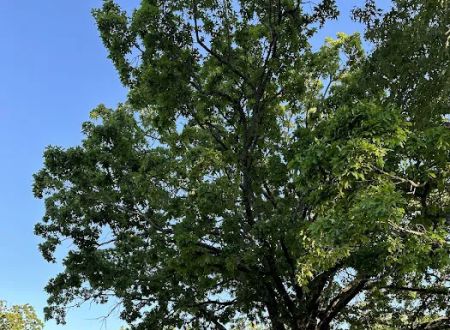 Shady Oaks Resort - RV Full Hookups, Cabins & Guest Lodge