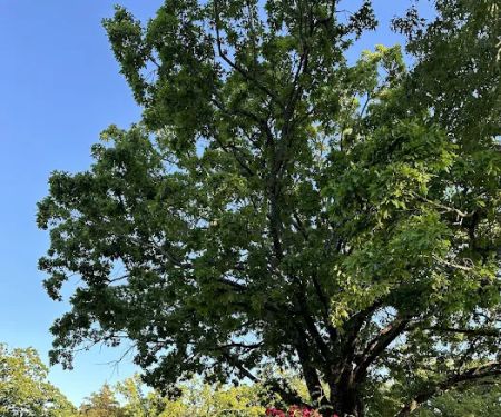 Shady Oaks Resort - RV Full Hookups, Cabins & Guest Lodge
