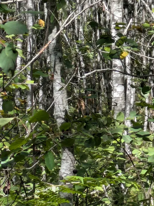 Sturgeon Bend Campground Picture 4