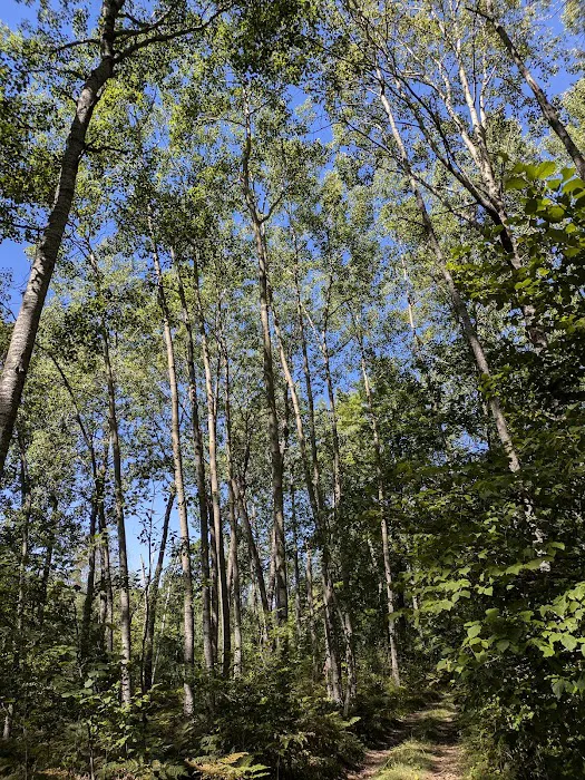 Sturgeon Bend Campground Picture 10