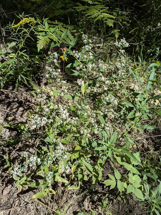 Sturgeon Bend Campground Picture 5