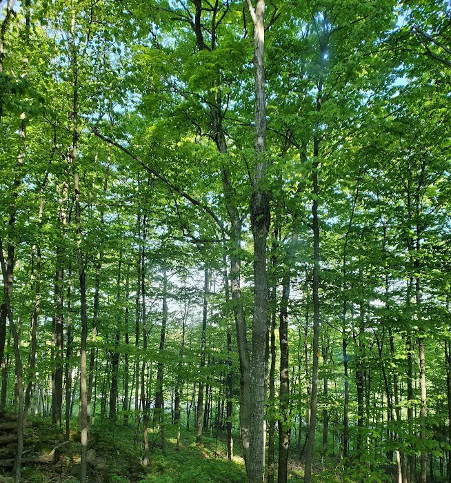 Baileys Woods Campground Picture 10