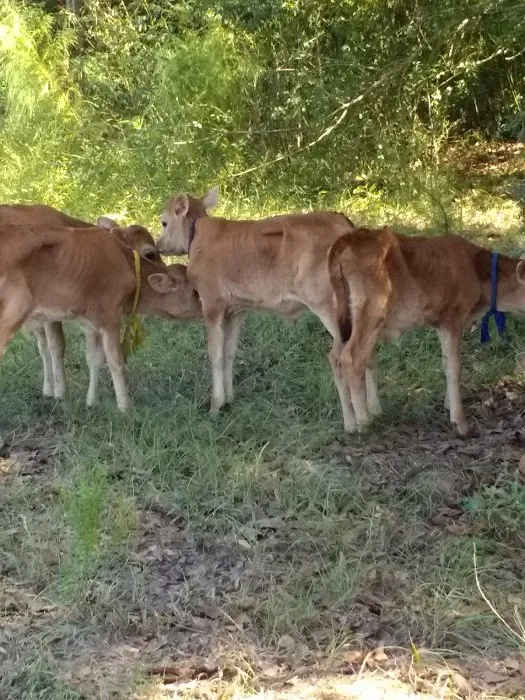 Haas-Cienda Ranch RV Park Picture 9