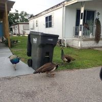 Sawgrass Lake Estates ico