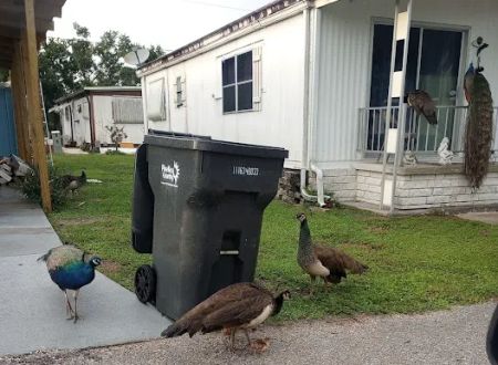 Sawgrass Lake Estates
