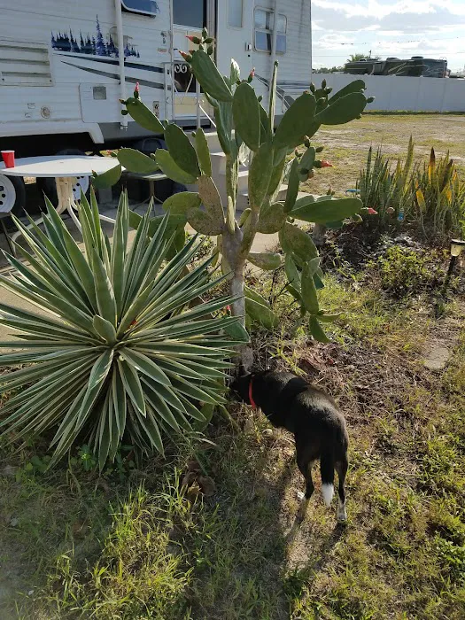 Sunny Pines RV & Mobile Home Park Picture 9