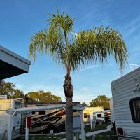 Park at Palm Grove ico