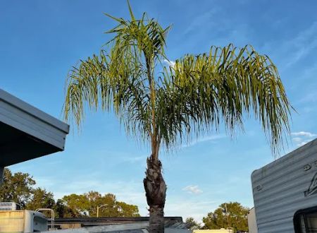 Park at Palm Grove
