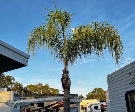 Park at Palm Grove