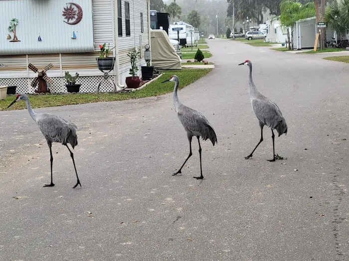 River Palm RV Resort Picture 6